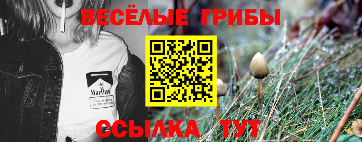 Псилоцибиновые грибы Cubensis  Вход с VPN  Сальск  Псилоцибиновые грибы Psilocybine cubensis 